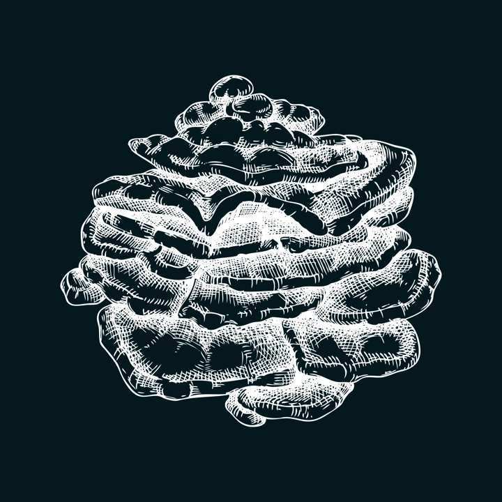 Chicken mushroom sketch. Edible fungus illustration on chalkboard. Fungal protein, mycoprotein, plant-based product ingredients, healthy food design element. Sulphur shelf mushroom drawing